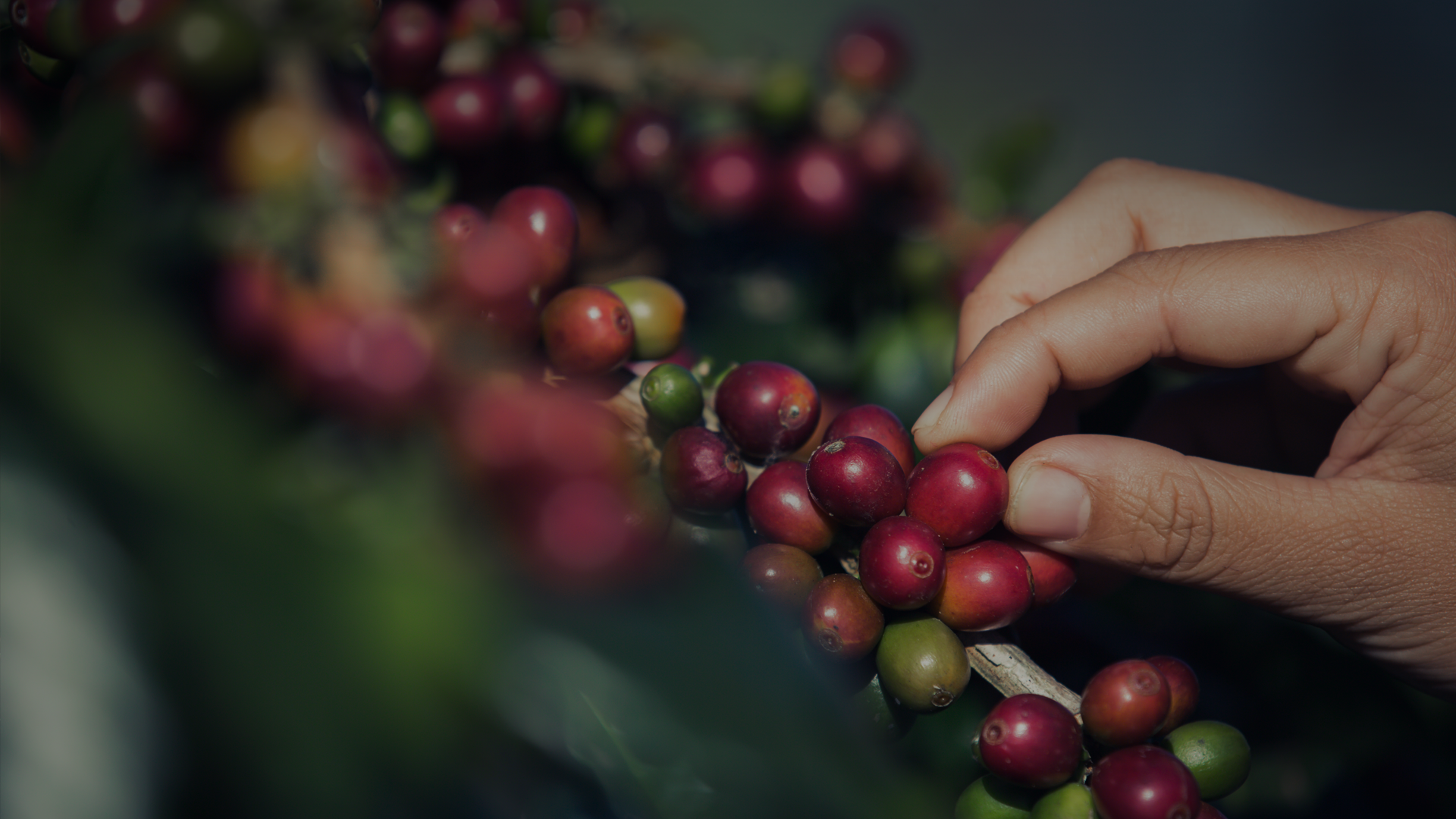 What is the social impact of the coffee you buy?